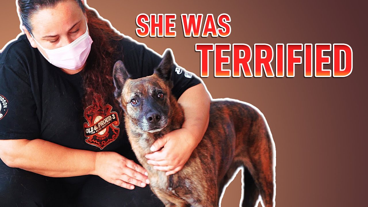 BEAUTIFUL LOVE STORY! Dog was terrified and nearly blind. Nobody loved her until today.