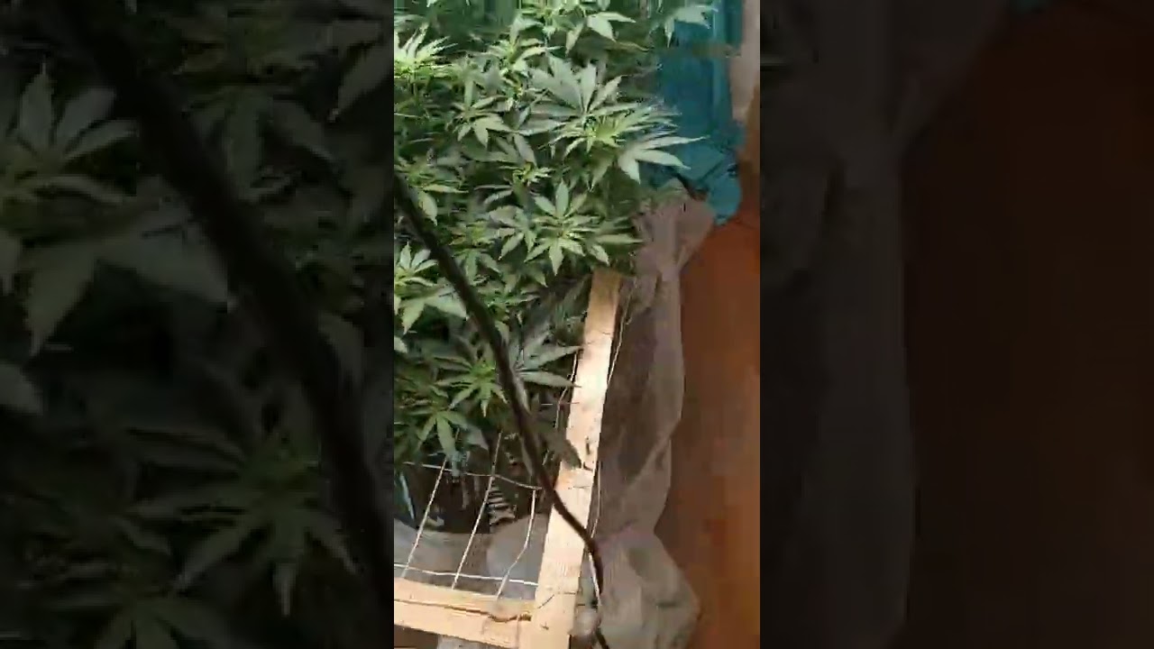 45 days  flower weed plants  7 different kinds