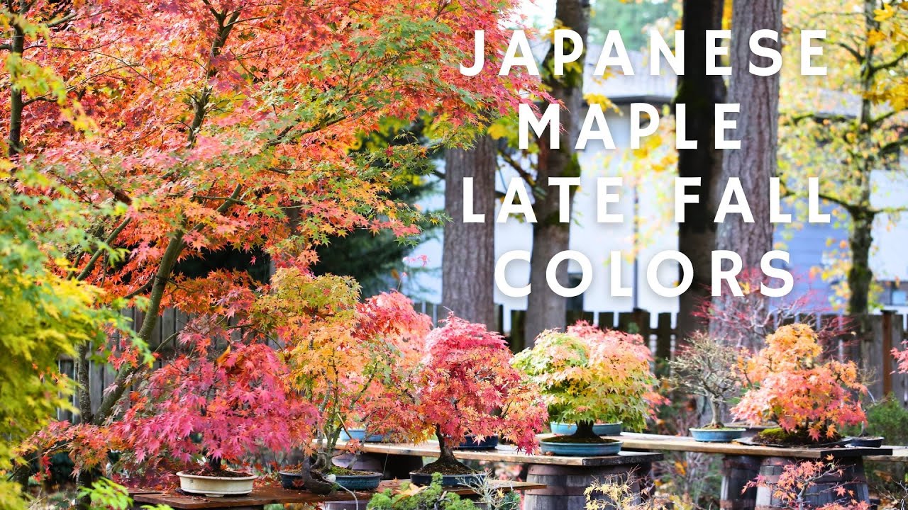 Japanse Maple Bonsai - Late Fall Colors!