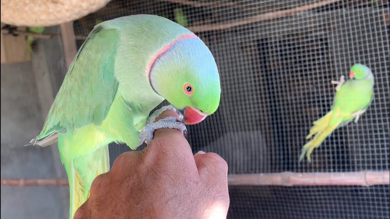 Talking parrots mito mito mama mama 