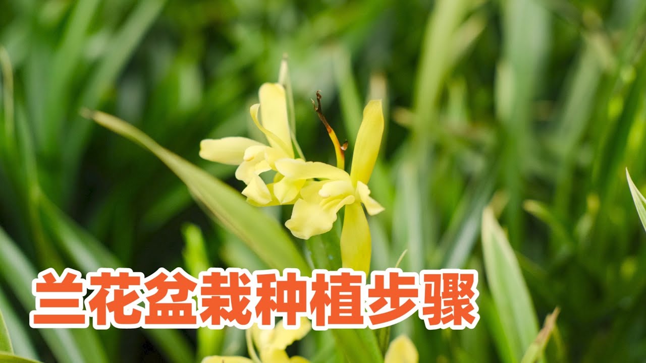 兰花盆栽种植步骤，植料选择和配置方法