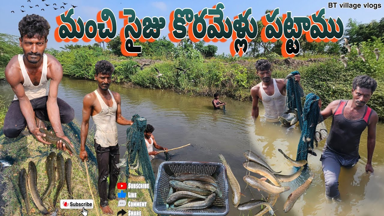మంచి సైజు కొరమేళ్లు పడ్డాయి #fishing #koramenu #prawns #villagevlog #penumudi ##dryfish #fish #crab