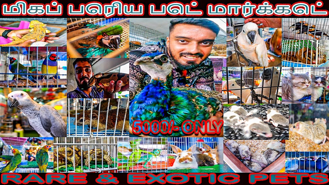 அரிய மற்றும் கவர்ச்சியான செல்லப்பிராணி சந்தை 💥🤯 same like our broadway pet market chennai | thailand