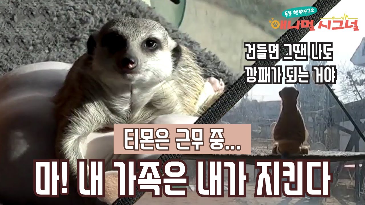 경계근무 밀덕 미어캣의 속마음은? [애니멀시그널] / YTN 사이언스