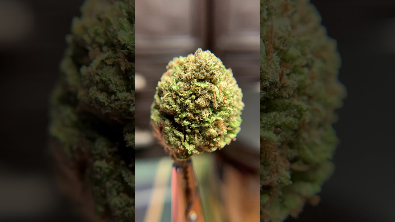 Ben Bubba Kush X BaOx CBD Flower - BackWoodz CBD
