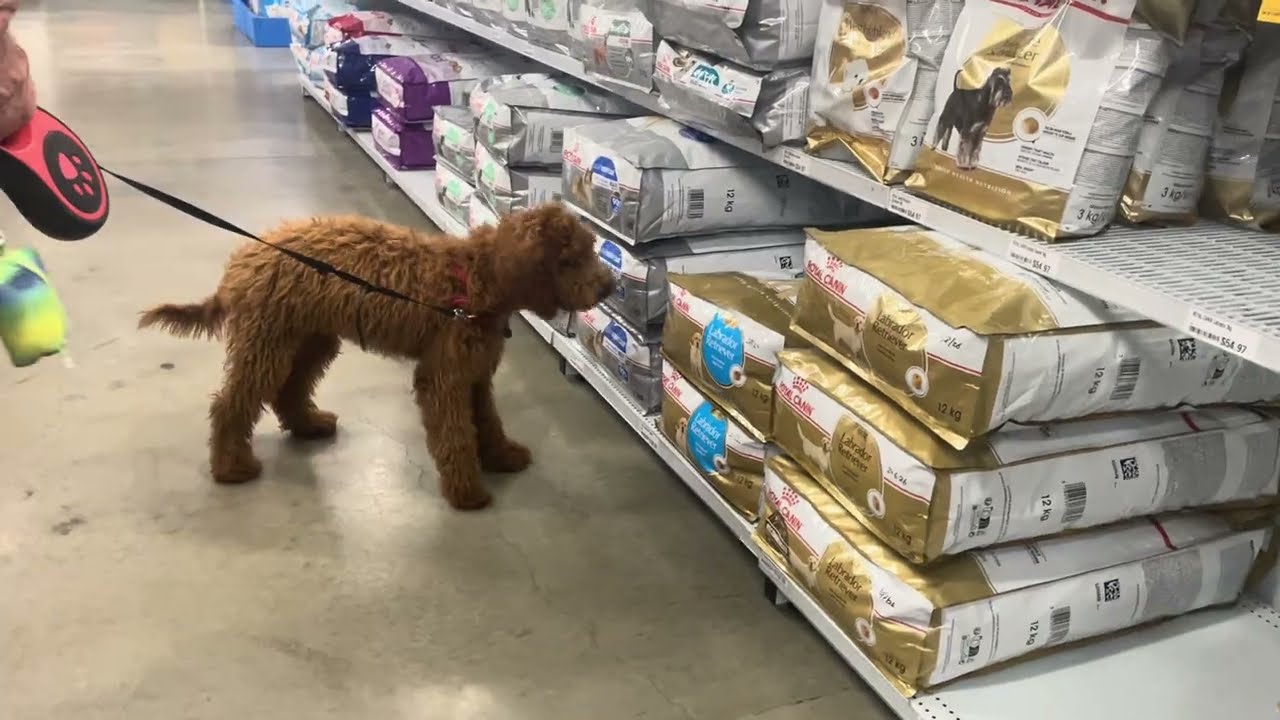 Treat shopping for Bertie. #puppy #dogshorts #cutedog 
