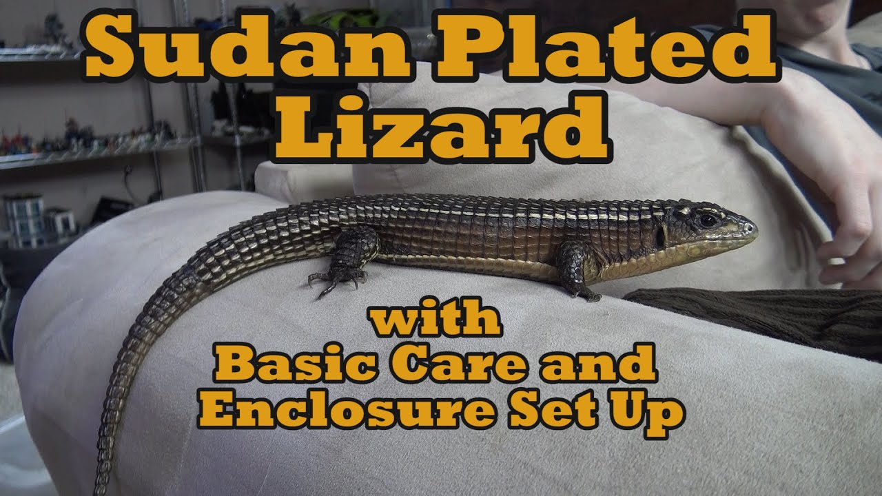 Sudan Plated Lizard with Basic Care and Enclosure Set Up
