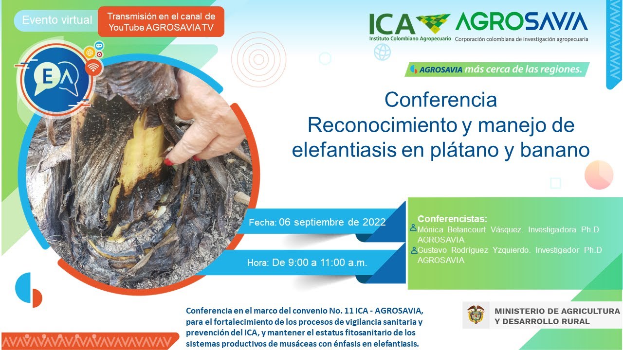 Reconocimiento y manejo de elefantiasis en plátano y banano