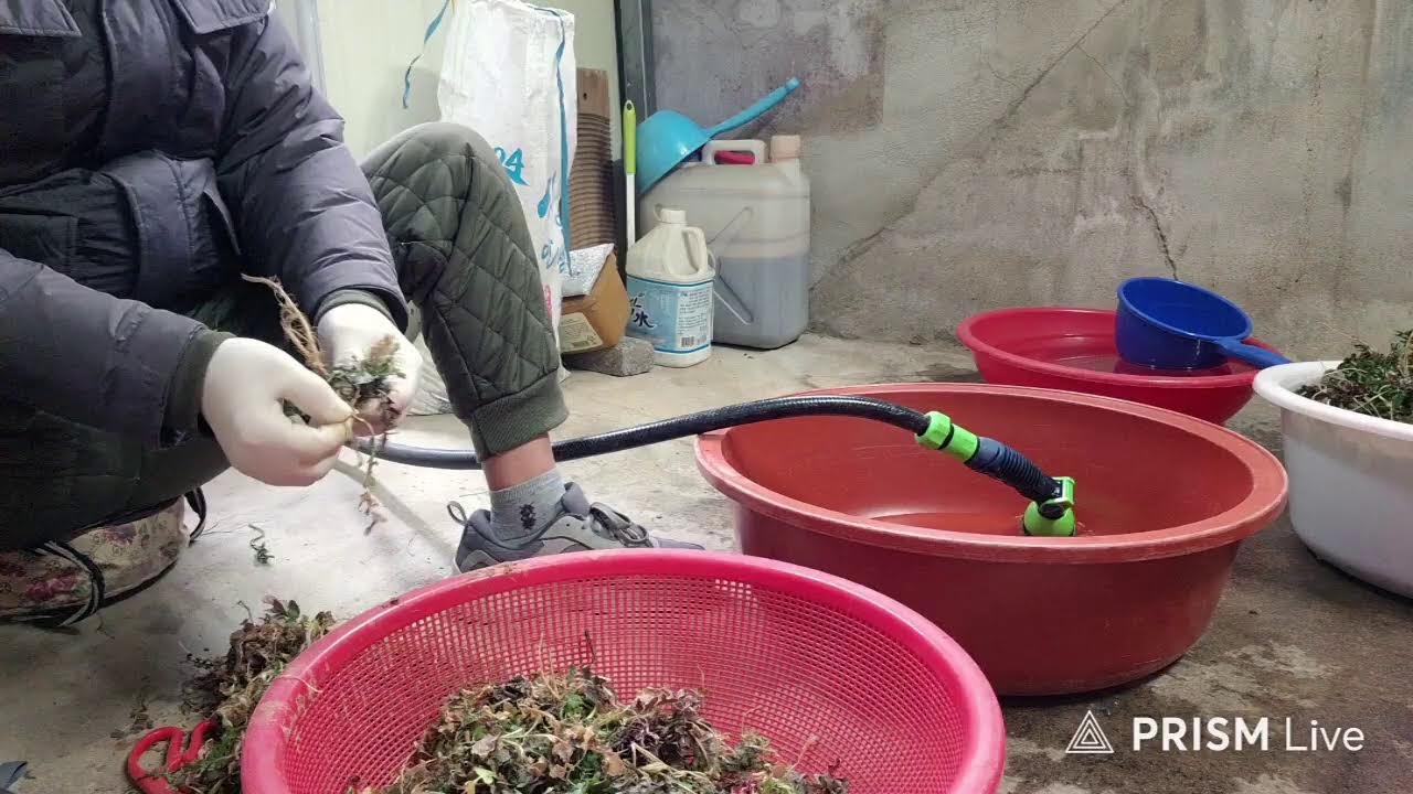 산삼  다듬자요