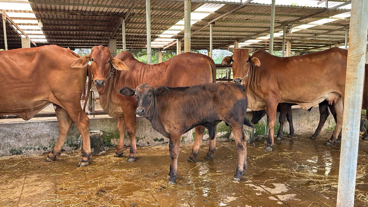 Những Mẫu Bò Cái Nền Trại Trại Cùng Cái Tơ Đẹp 