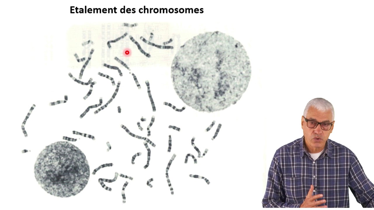 Cours Génétique L2 -B I Aberrations chromosomiques Partie a Caryotype et morphologie des chromosomes