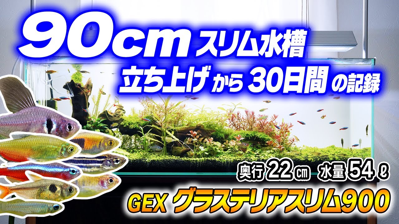 【ｱｸｱﾘｳﾑ】90cmスリム水槽の立ち上げから30日間の記録