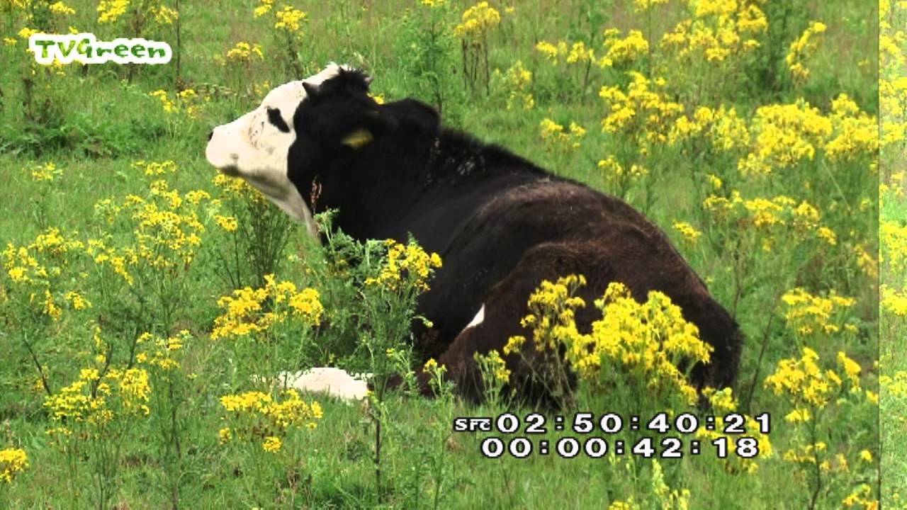 LibraryLook -  Rare breeds and Large herbivores in Holland