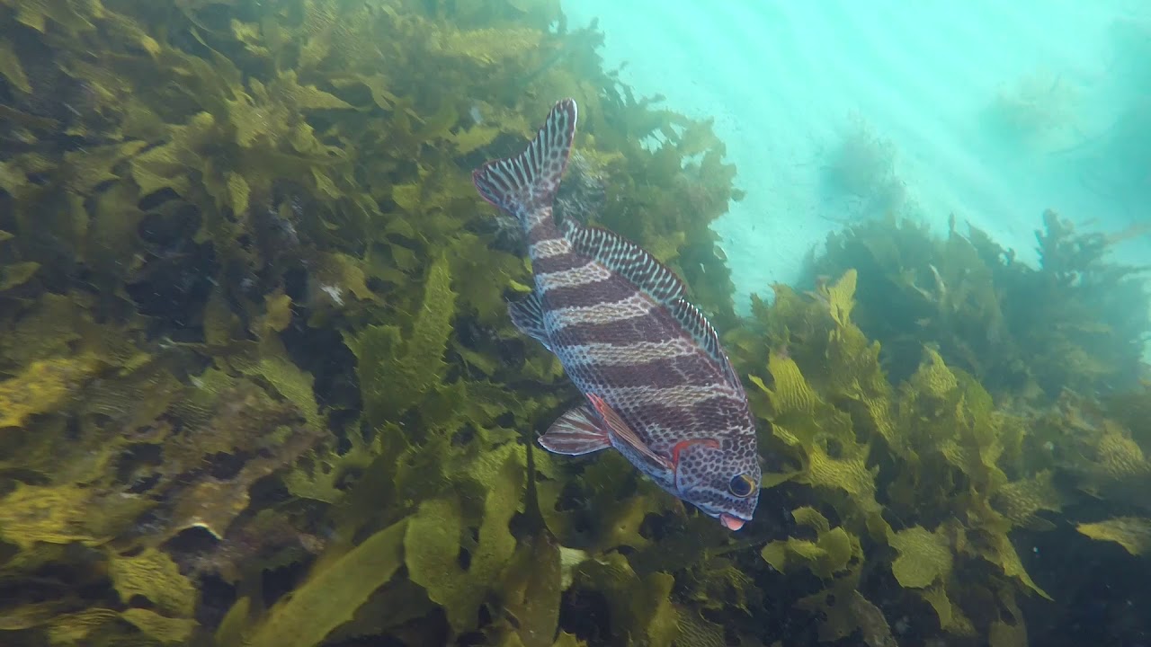 496 Extreme Snorkeling in Fremantle near Perth in West Australia