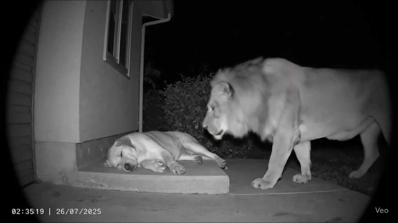 Tiger attack on dog 🐕