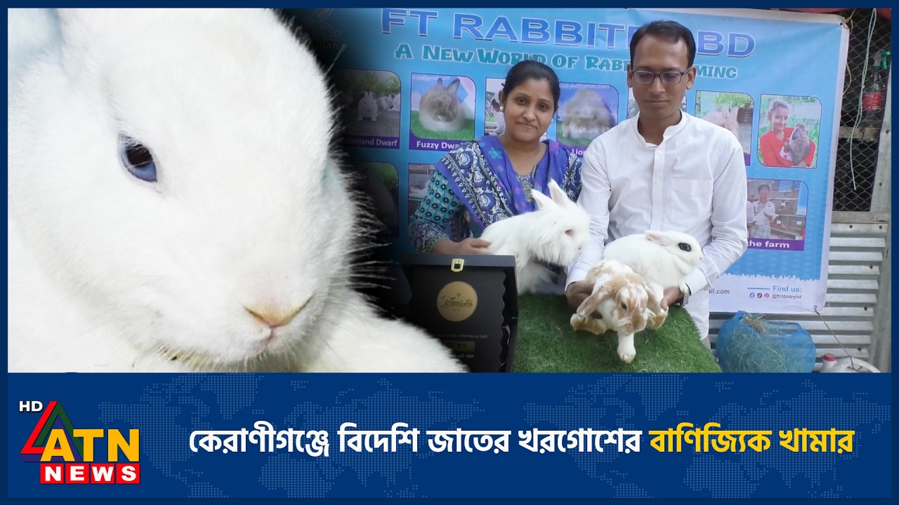 কেরাণীগঞ্জে বিদেশি জাতের খরগোশের বাণিজ্যিক খামার | ATN News