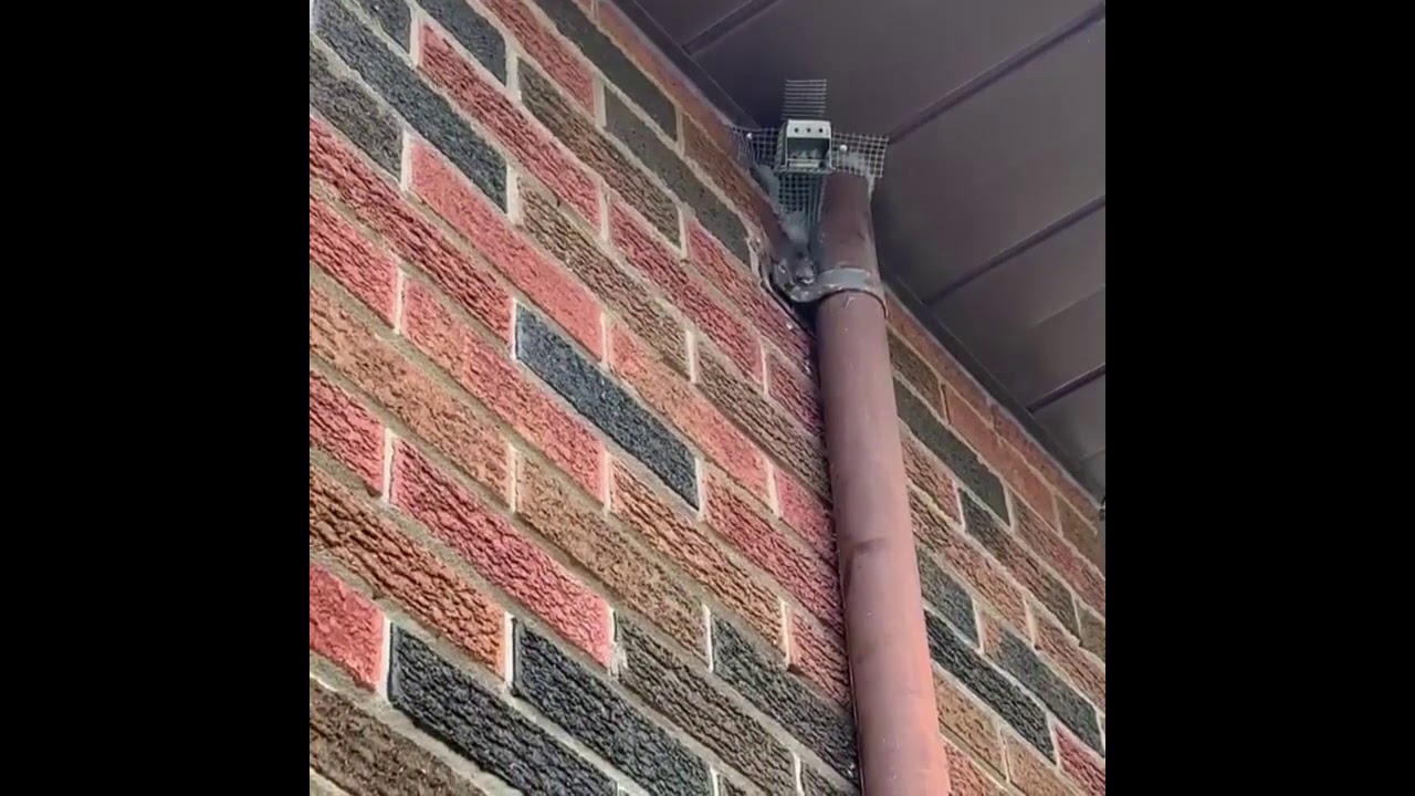 Mouse Climbs Wall and Can't Get Back In