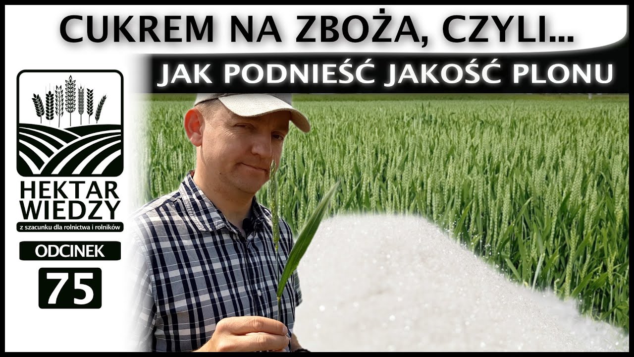 CUKREM NA ZBOŻA, CZYLI JAK PODNIEŚĆ JAKOŚĆ PLONU. | ODCINEK #75