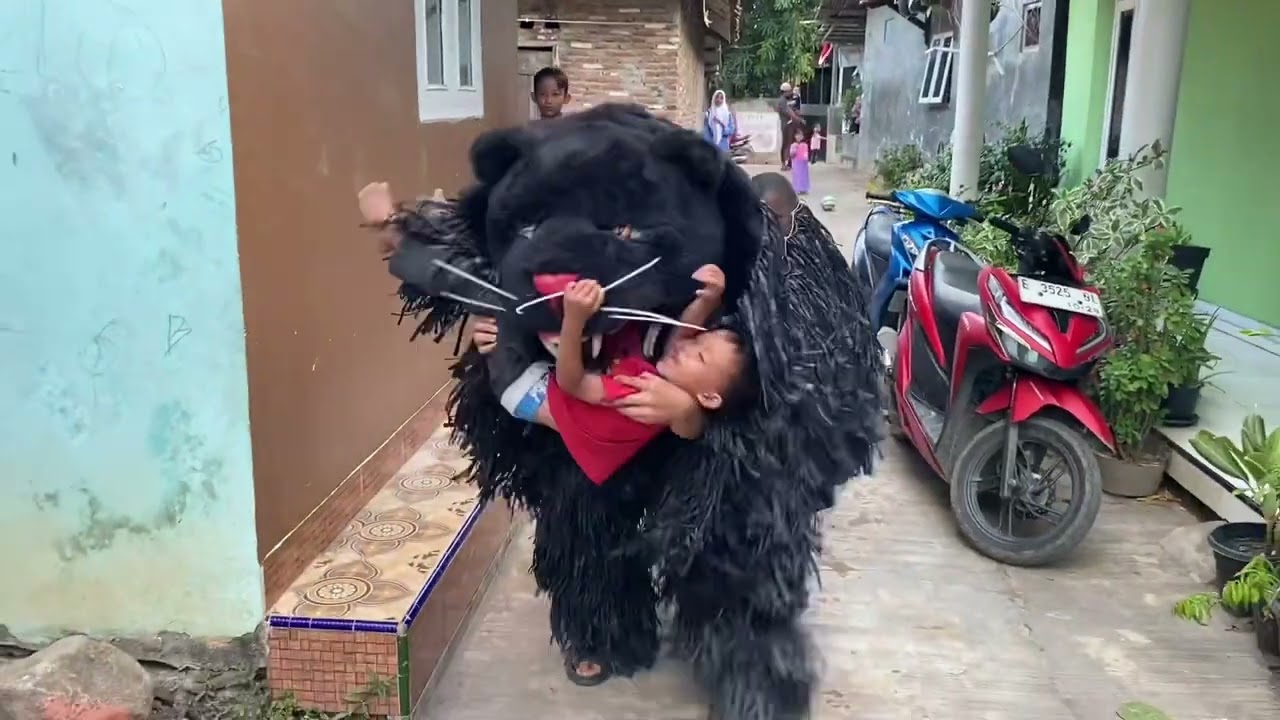 Can macan tiba- tiba ngamuk sampai ada bocil nangis‼️😱😱
