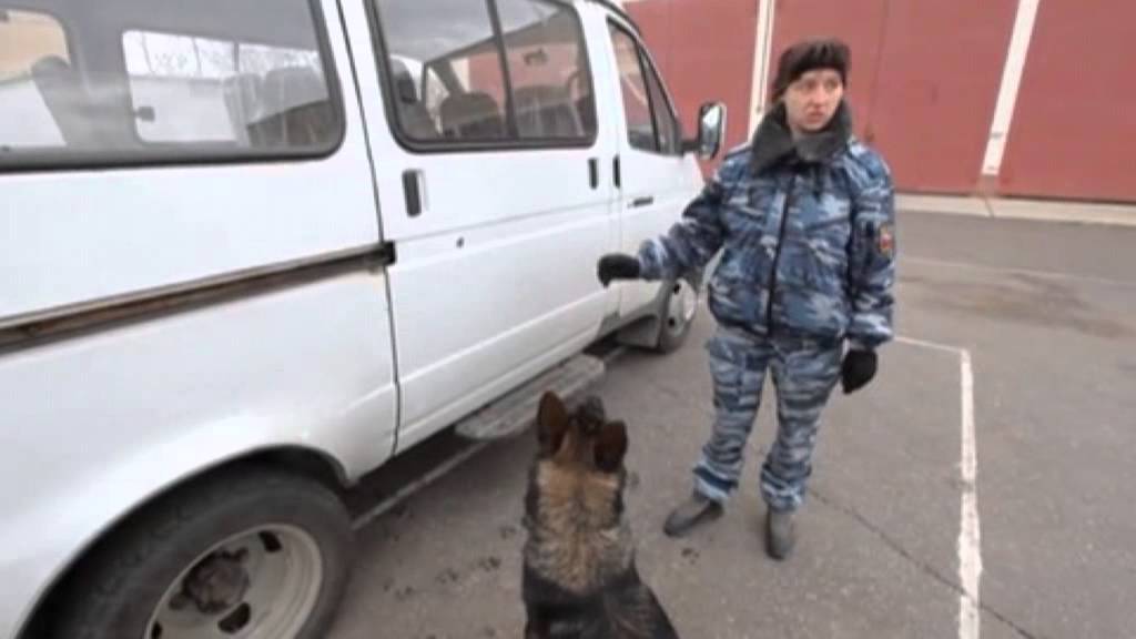 Собаки полицейские