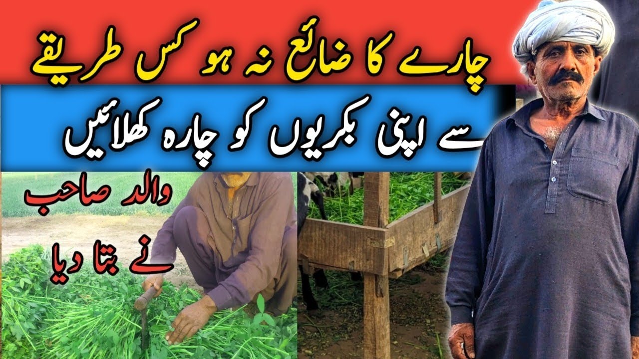 Why Fodder Prices Are Rising? | The Reality of Goat Farming | Musa Jani TV