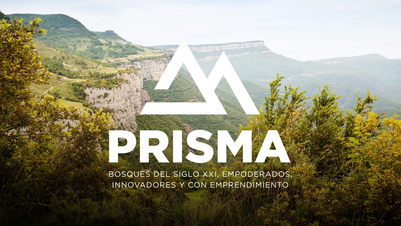 Impulsant la Bioeconomia Forestal i la Innovació en Fusta | PRISMA FORESTAL