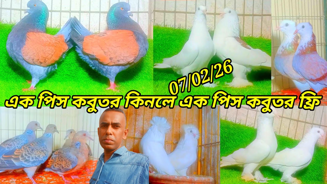 এক পিস কবুতর কিনলে এক পিস কবুতর ফ্রি