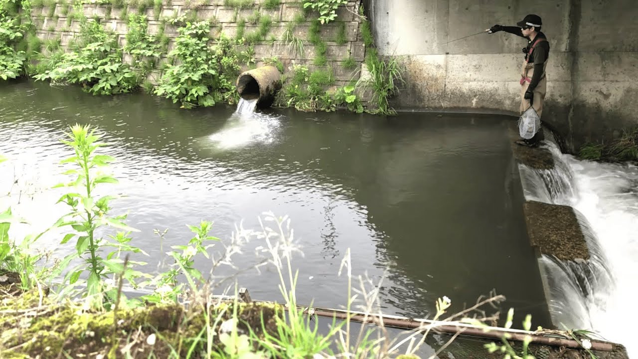 小さな川の小さなトンネルの下から来るのだぜ！