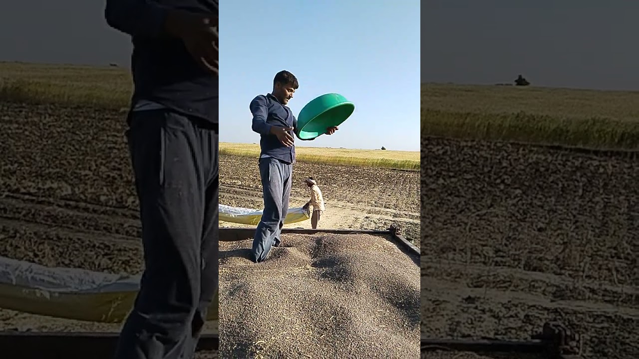 Harvesting Lentils (Masoor) - The Farming Process