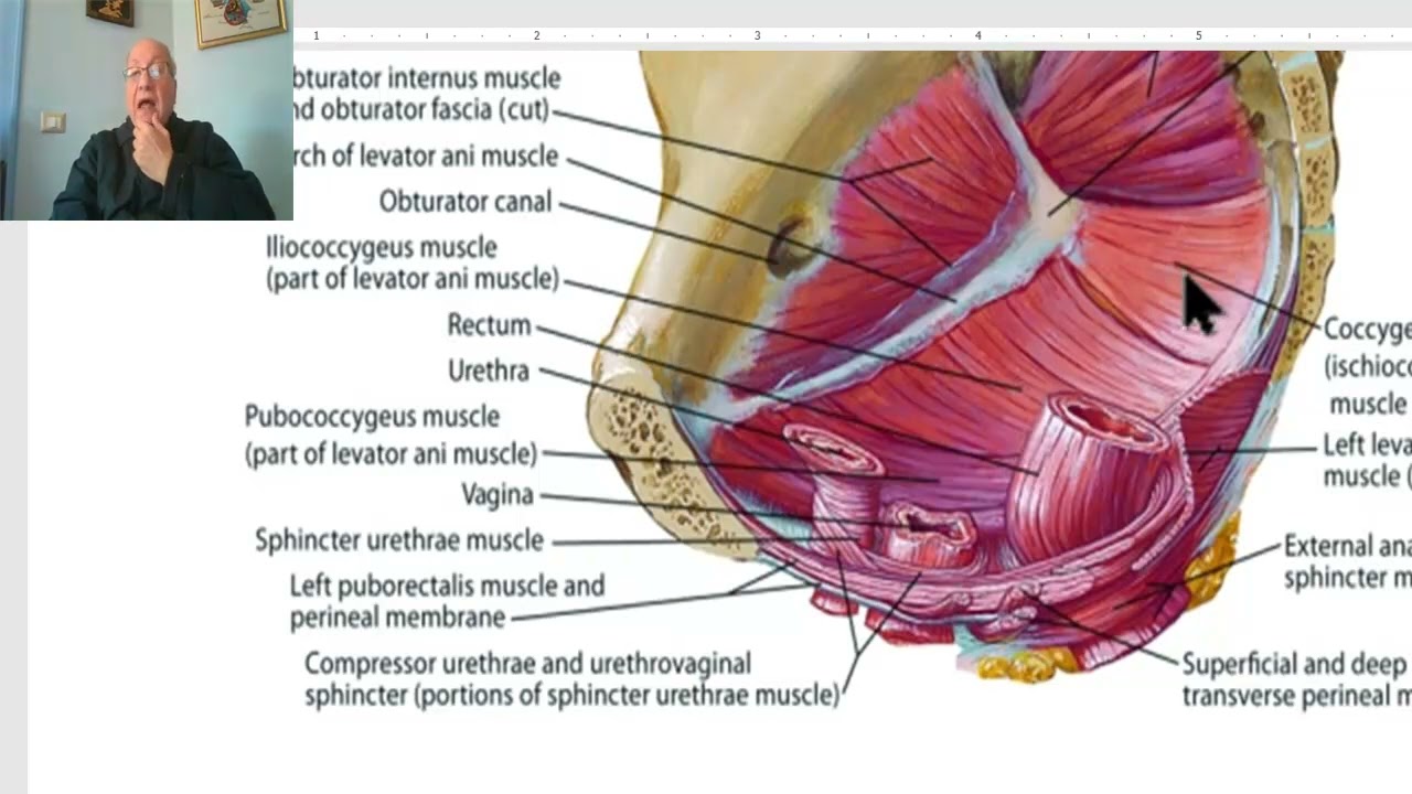 Anatomy of pelvis in Arabic 2023, 7 ( Obturator internus and Pyriformis muscles) by Dr.Wahdan