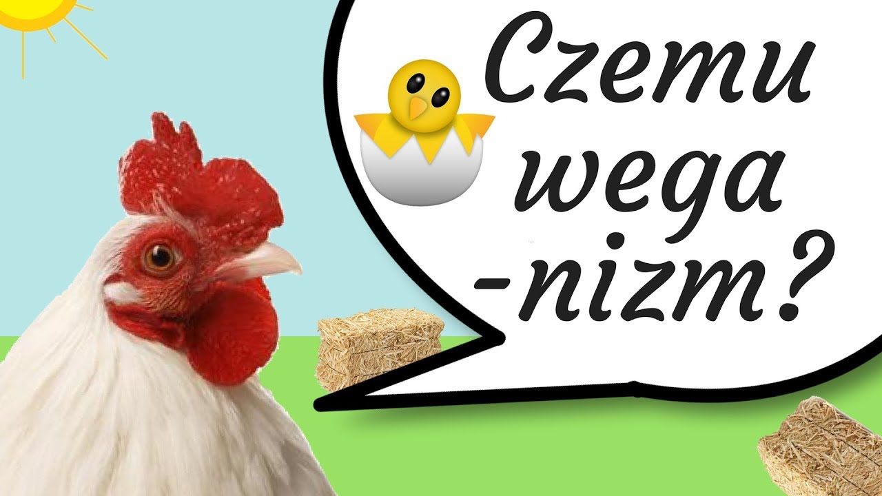 Czemu weganizm? - o cierpieniu zwierząt
