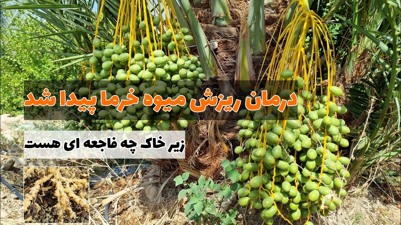 چرا نخل میوه نمی&zwnj;ده؟ بررسی میدانی نماتد در نخلستان ها و درمان قطعی ریزش میوه و خشکیدگی خوشه خرما