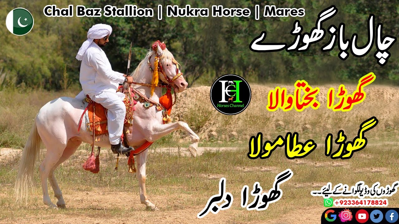 Top 7 Chal Baz Horse I Desi breed I mushka Ghora I Nukra ghora I Chamba ghora I Stud I Horse Channel
