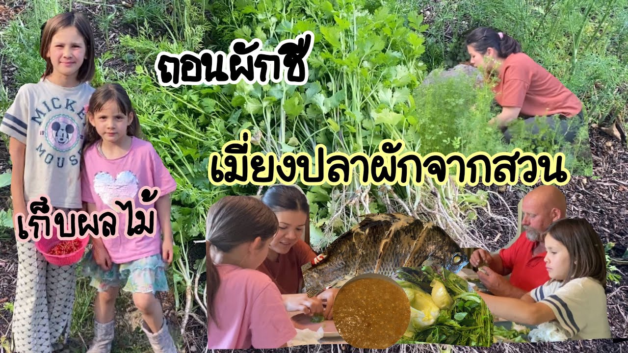 รื้อถอนผักชี เก็บผักจากสวนกินคู่กับเมืี่ยงปลานิล