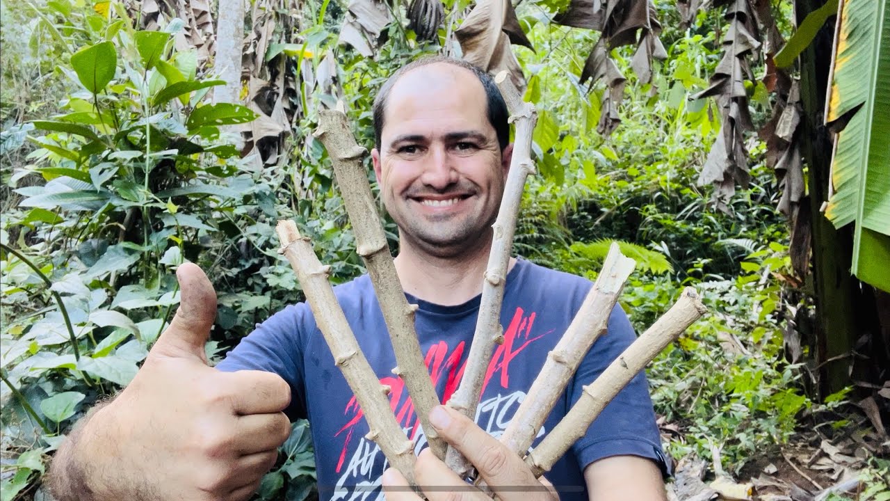 COMO PLANTAR MANDIOCA DE DUAS MANEIRAS SUPER PRODUTIVAS