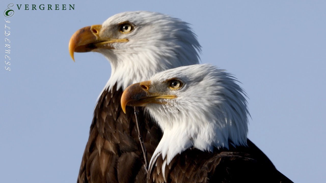 Bald Eagles Mate & Work on Nest