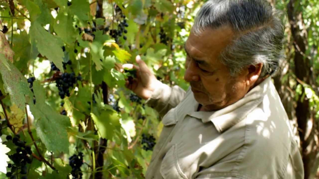 Agricultura Familiar  Cap 34  Salta. Cooperativa vitivinicola Trassoles Valles Calchaqu&iacute;es