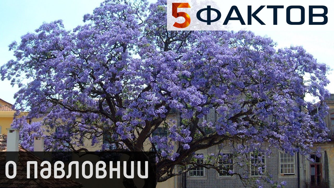 ⭐️ 5 ПОРАЗИТЕЛЬНЫХ фактов о сказочном дереве ПАВЛОВНИЯ!