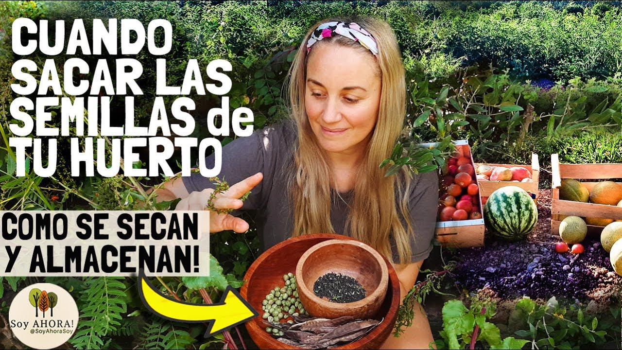 Como sacar las SEMILLAS de tus Cultivos y como ALMACENARLAS!cual es el momento indicado?💪😁🌱