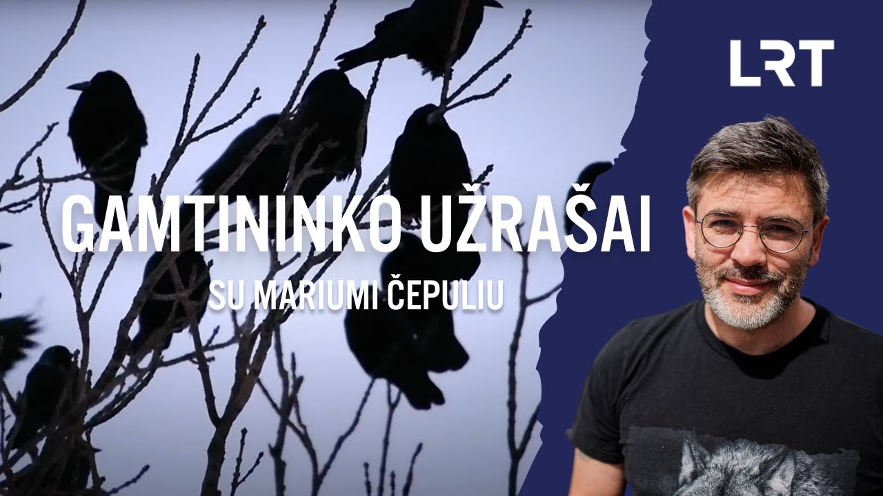 Gamtininko užrašai. Baltą varną suradęs Čepulis moko atskirti varninius paukščius