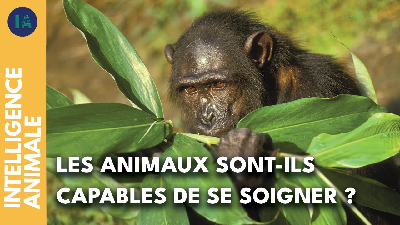 L'automédication chez les singes I IA