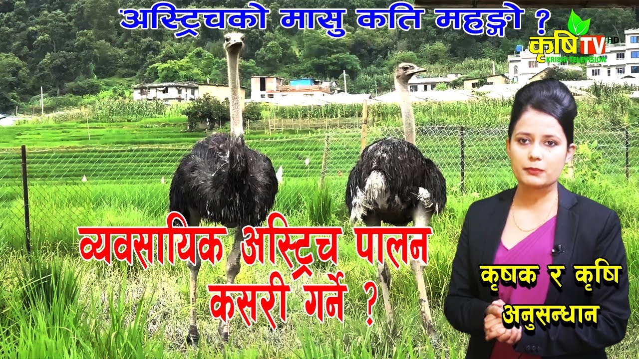 व्यवसायिक अस्ट्रिच पालन यसरी गरौ,  मनग्य आम्दानी गर्न सकिन्छ || Ostrich Farming in Nepal