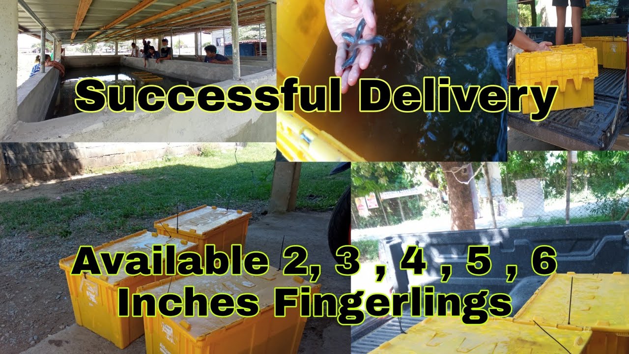 Successful Deliver 3 Inches Fingerlings @Sta Barbara Pangasinan Salamat Sa Tiwala ! 09636319471