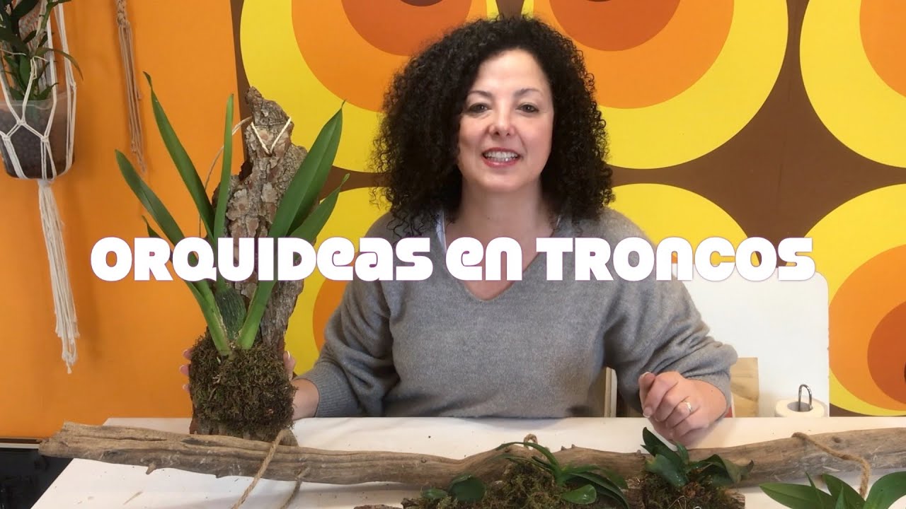 Cómo cultivar orquídeas en troncos.