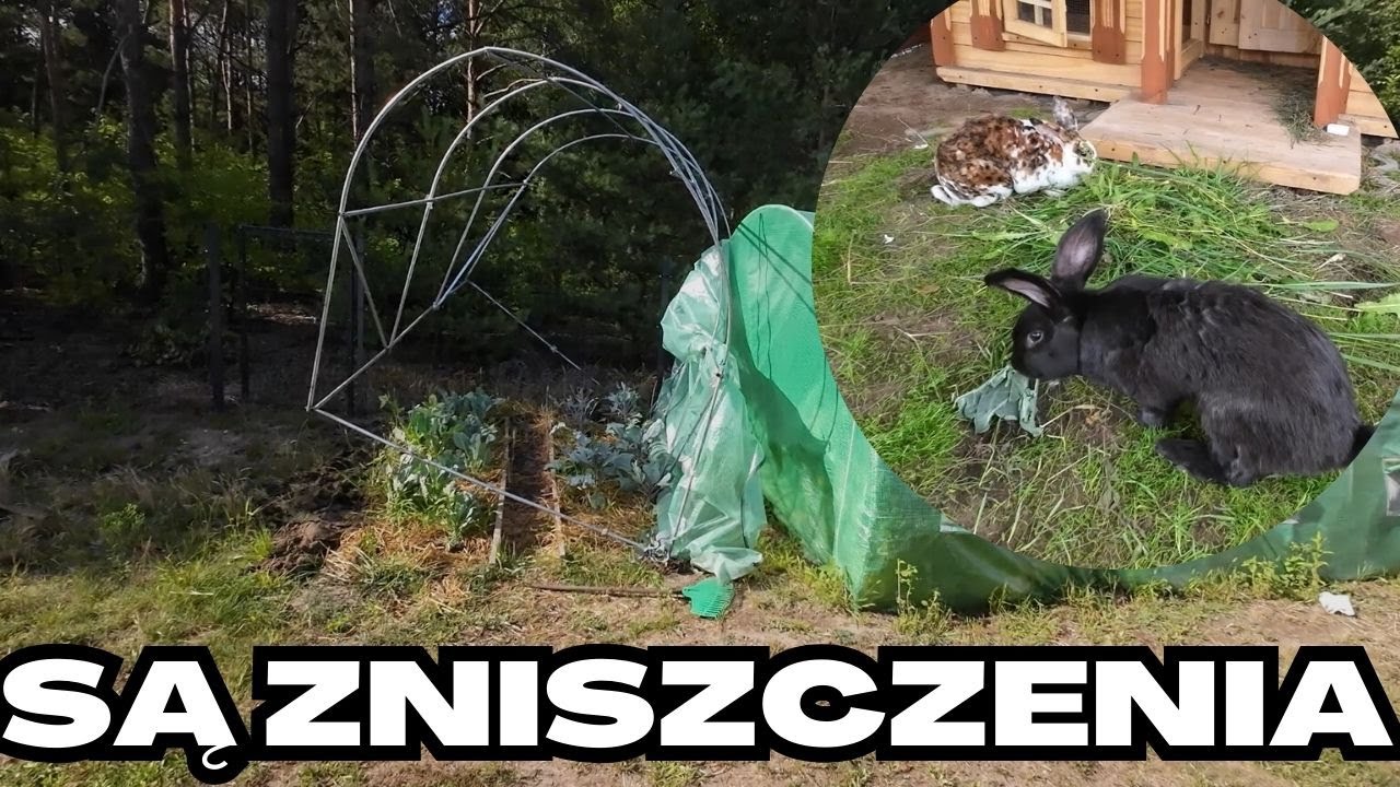 Wichura na bazie