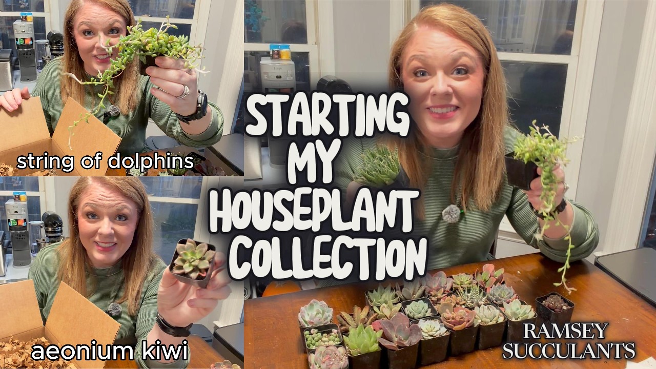 Starting my houseplant collection