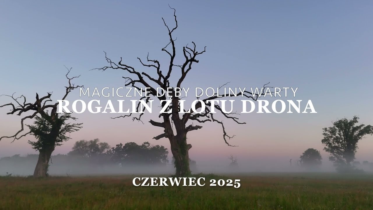 Rogalin z lotu drona – magiczne dęby doliny Warty