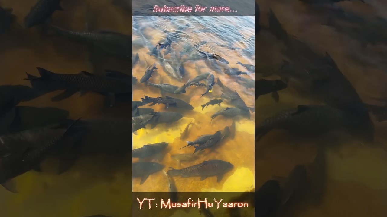 Holy Fishes at Sringeri Temple #shortfeed #sringeri #temple #mahadev #karnataka #travel #ytshort
