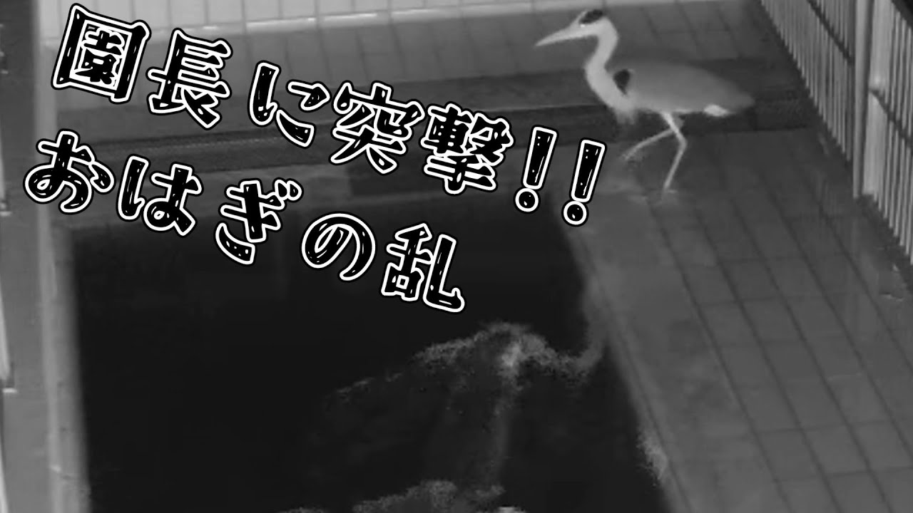 おはぎ、サギ園長に突撃しまくる！【アザラシ幼稚園】