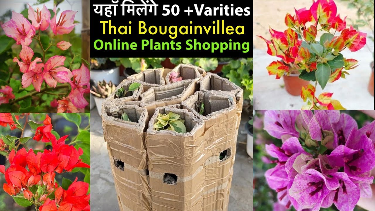 Bougainvillea की Hybrid Varities यहाँ से ख़रीदें | Online Bougainvillea Plant Shopping And Unboxing